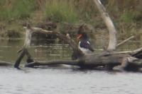 Haematopus ostralegus