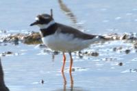 Charadrius hiaticula