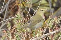 Phylloscopus trochilus
