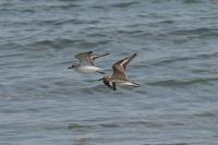 Charadrius alexandrinus