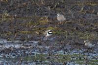 Charadrius hiaticula
