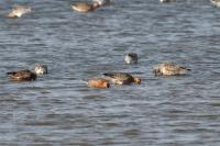 Limosa lapponica