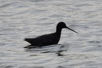 Tringa erythropus