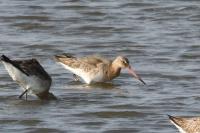 Limosa limosa