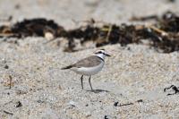 Charadrius alexandrinus