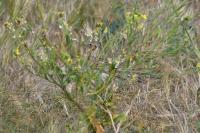 Alauda arvensis