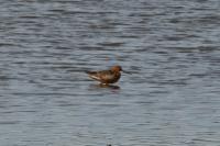 Limosa lapponica
