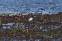 Charadrius alexandrinus