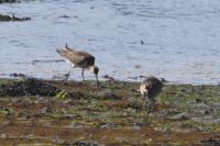 Numenius phaeopus
