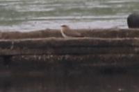 Glareola pratincola