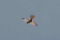 Falco subbuteo