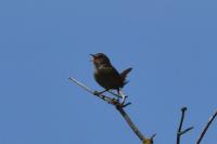 Troglodytes troglodytes
