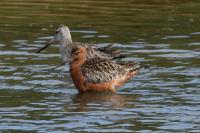 Limosa lapponica