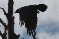 Corvus monedula