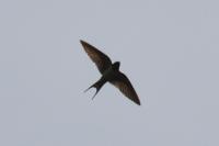 Hirundo rustica