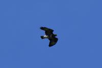 Buteo buteo