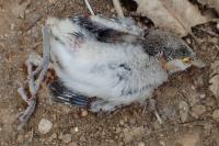 Lanius meridionalis