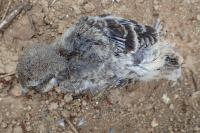 Lanius meridionalis