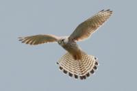 Falco tinnunculus