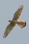 Falco tinnunculus