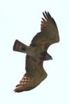 Circaetus gallicus