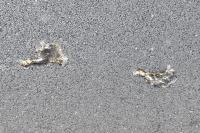 Anas platyrhynchos