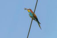 Merops apiaster