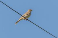 Emberiza calandra
