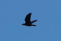 Corvus monedula