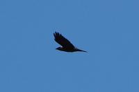 Corvus monedula