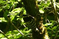 Dendrocopos leucotos