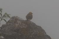 Emberiza citrinella