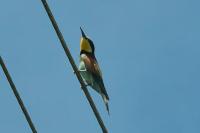 Merops apiaster