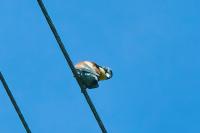Merops apiaster