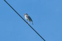 Emberiza calandra