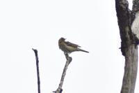 Anthus trivialis