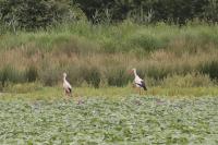 Ciconia ciconia