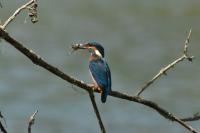 Alcedo atthis