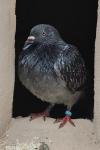 Columba livia