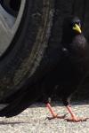 Pyrrhocorax graculus
