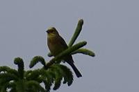 Emberiza citrinella