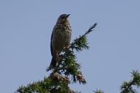 Anthus trivialis