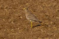 Burhinus oedicnemus