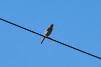 Emberiza calandra