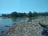 Mergus merganser