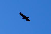Pyrrhocorax pyrrhocorax