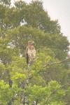 Circaetus gallicus