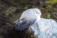Ptyonoprogne rupestris