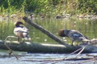 Mergus merganser