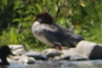 Mergus merganser